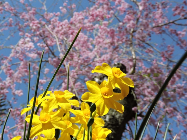 水仙と桜