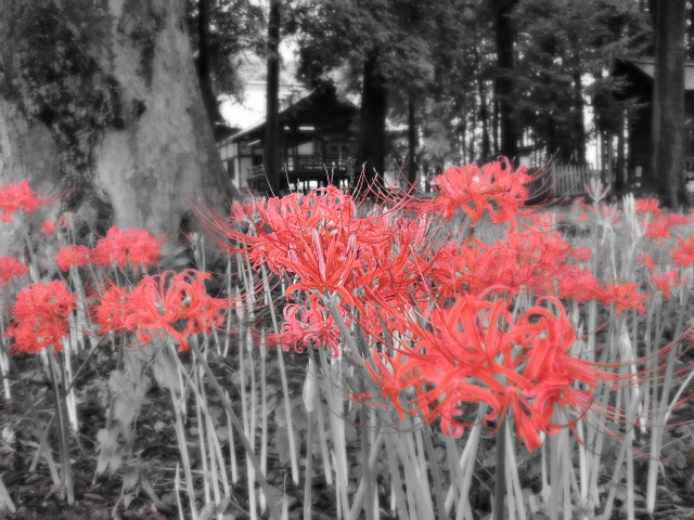 曼珠沙華　彼岸花