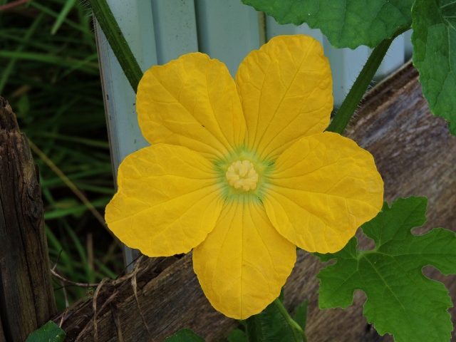 冬瓜の花