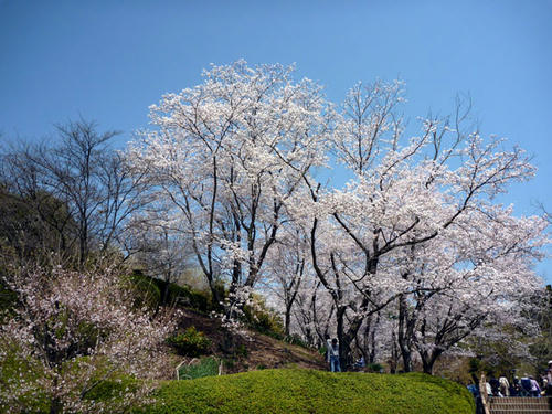 sakura.jpg