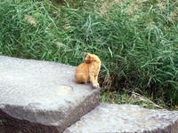 07.1025.hibiyacat1.jpg
