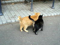 07.1025.hibiyacat2.jpg