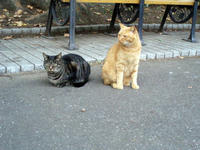07.1025.hibiyacat3.jpg