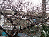08.0125.kanzakura.jpg