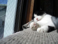 08.0227.gon1.jpg