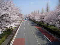 081.0328.sakura5.jpg