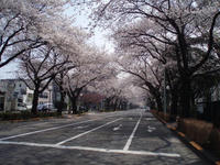 081.0328.sakura1.jpg
