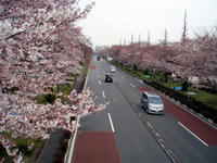 09.0404.sakura2.jpg