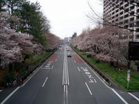 09.0404.sakura3.jpg