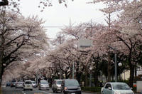 09.0404.sakura5.jpg