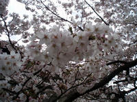 09.0404.sakura7.jpg