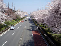 090407sakura-7.jpg