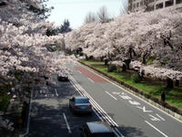 090407sakura-1.jpg