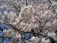 090407sakura-5.jpg