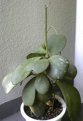 hoya1.jpg