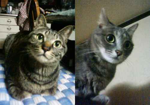 ベストショットを撮るのは大変なんですよこいつら