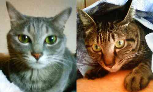 チャーもモモも呑気でいいねぇoTZ