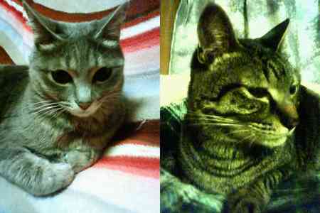 チャーもモモも元気です