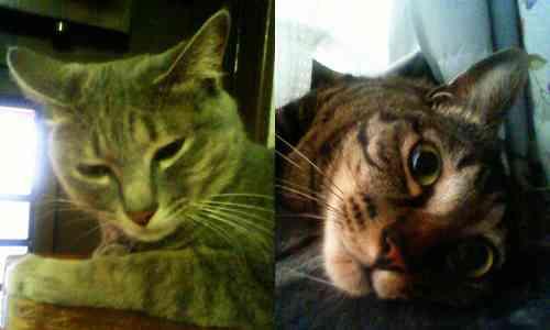 こいつらもダラけてやがります