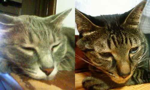 揃ってぐってり。