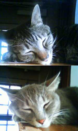 揃って狭い下駄箱の上で寝やがるの。