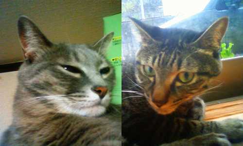 こいつらの元気を分けて欲しい…