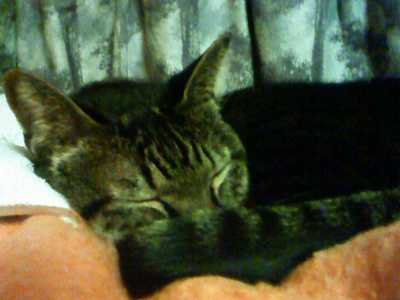 モモジロウ(2F・タンスの上)