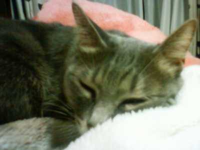 チャーコ(1F・ソファーの上)