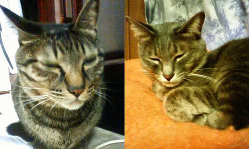 最近寝顔以外の顔が撮れない…