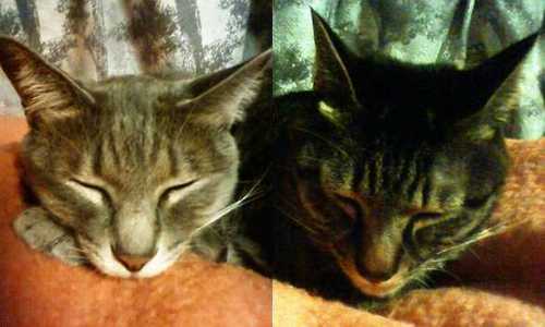 モモもチャーもこの体たらく