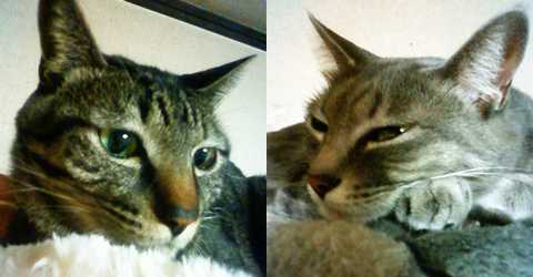 モモもチャーも可愛いよ…