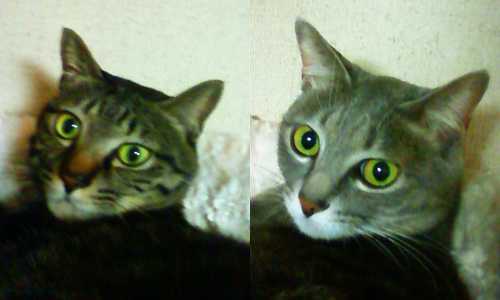 久々に目のパッチリした写真が撮れました