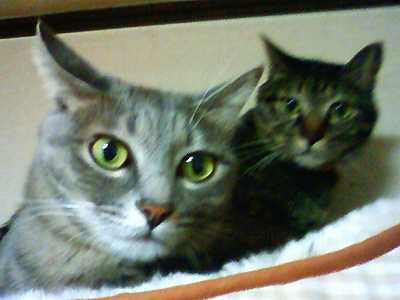 モモがピンボケしてるのはご愛嬌