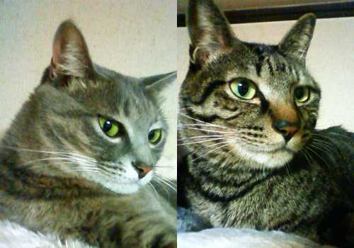 ツンチャーにボケモモ