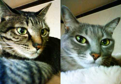 チャー(右)はともかくモモ(左)はとにかく逃げるからなぁ…