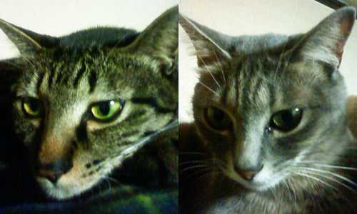 人相(?)が悪い2匹