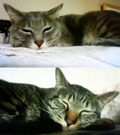 羨ましい寝顔だ…