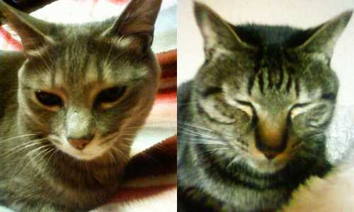 相変わらず眠そう。