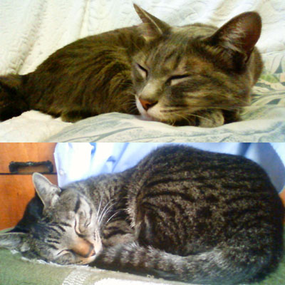 上がチャーコ、下がモモジロウ