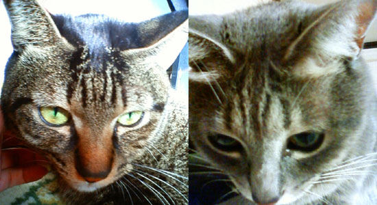 左：モモジロウ／右：チャーコ