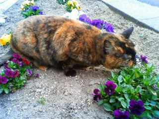 言っちゃ悪いけどブサイk…ゲフンゲフン。