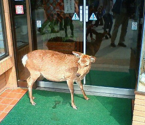 店に入りたくば我がシカばねをを越えてゆけ！シカだけに！