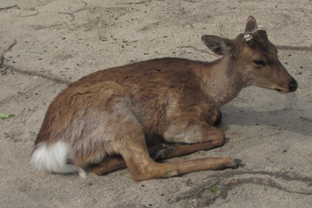 これは角が切ってあるのでオス