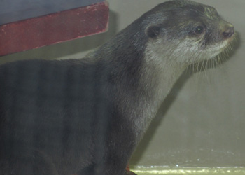 素早くて撮るのに苦労しました