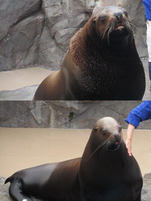 トドの餌やりショーやってました