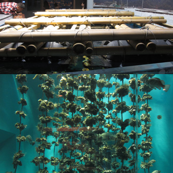 瀬戸内海では割と日常風景