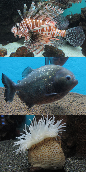 『ダラ外』ボス3匹