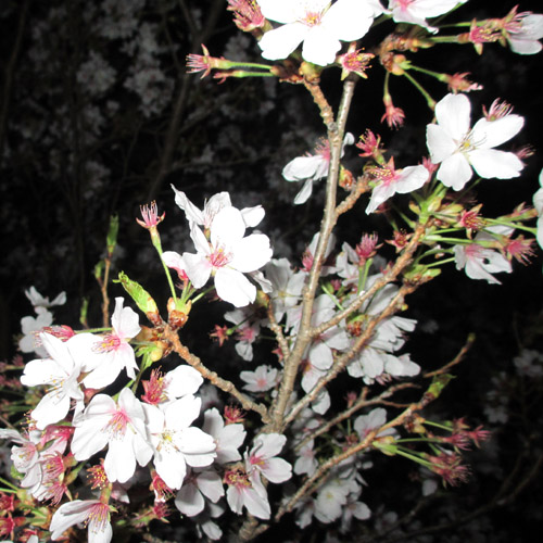 夜桜