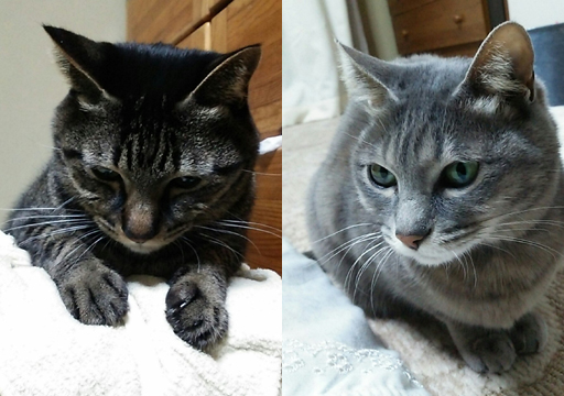 モモもチャーも問題児です