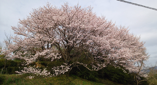 夜桜も綺麗ですよ